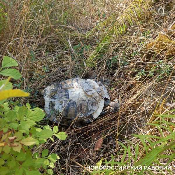 В Новороссийске на Южных прудах какой-то маньяк обезглавливает черепах