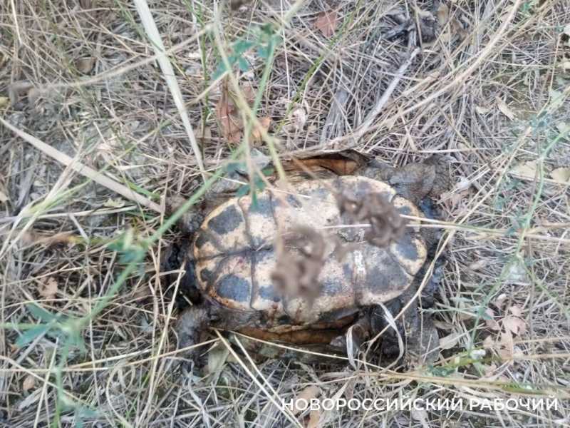 В Новороссийске на Южных прудах какой-то маньяк обезглавливает черепах