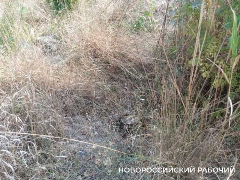 В Новороссийске на Южных прудах какой-то маньяк обезглавливает черепах