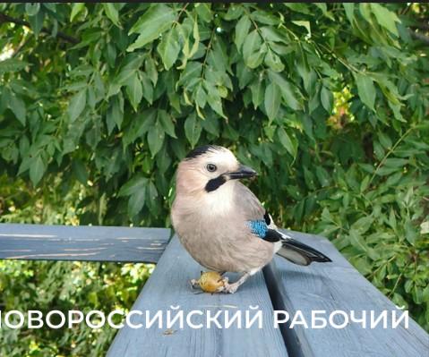 В СНТ под Новороссийском сойка ест со стола виноград и сливы