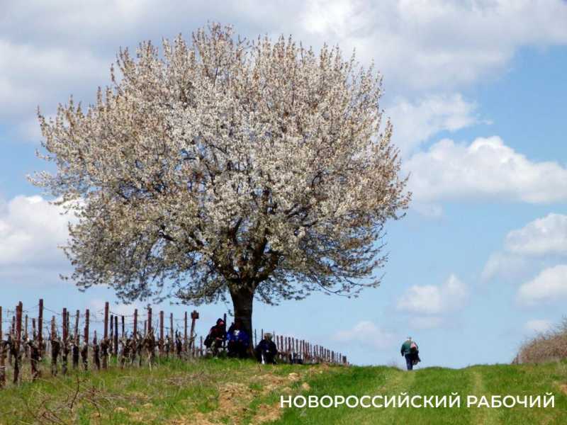 13 удивительных фактов об Абрау-Дюрсо: село, озеро и винзавод