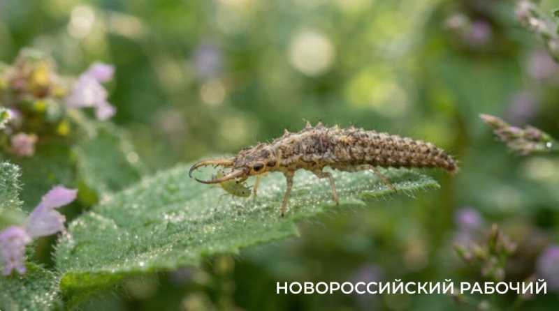Если увидели это насекомое дома — не спешите его давить: оно может оказаться настоящим защитником