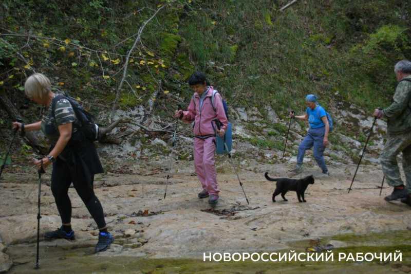 Лесной кот &mdash; проводник вывел новороссийских туристов к дольменам
