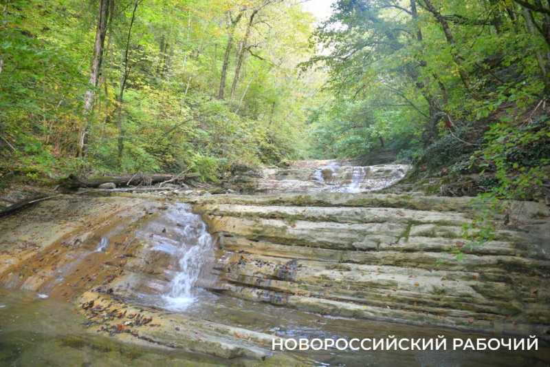 Лесной кот &mdash; проводник вывел новороссийских туристов к дольменам