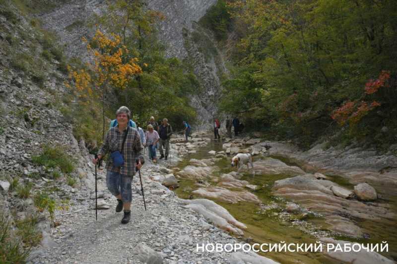 Лесной кот &mdash; проводник вывел новороссийских туристов к дольменам