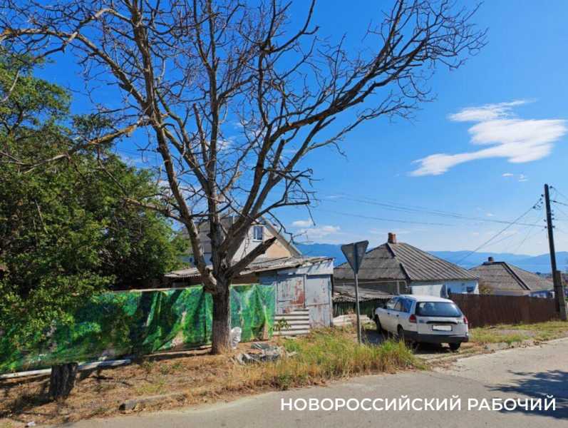 Новороссийсца, который жаловался на опасное дерево, оштрафовали за парковку