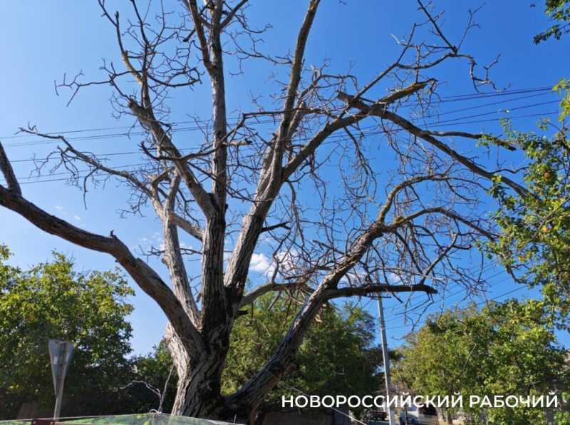 Новороссийсца, который жаловался на опасное дерево, оштрафовали за парковку