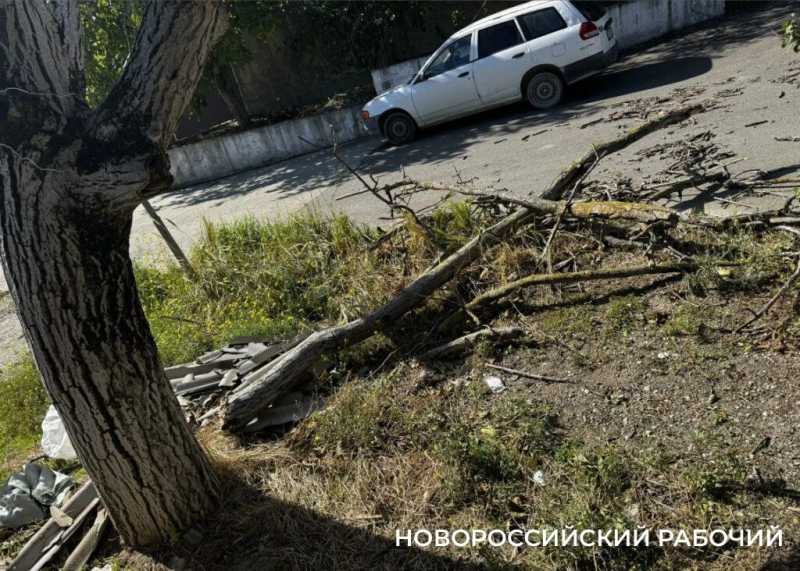 Новороссийсца, который жаловался на опасное дерево, оштрафовали за парковку