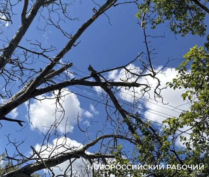 Новороссийсца, который жаловался на опасное дерево, оштрафовали за парковку