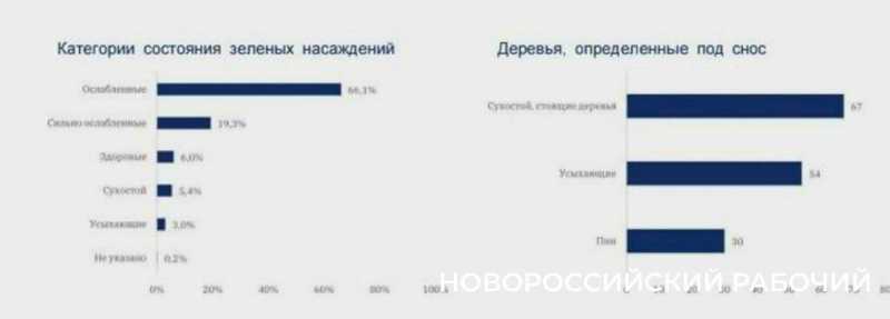 Пионерской роще Новороссийска поставили &laquo;диагноз&raquo;: общественники с ним не согласны