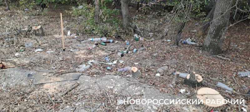 В Новороссийске расширяют дорогу и вырубили деревья вдоль нее. Все ради нового микрорайона?
