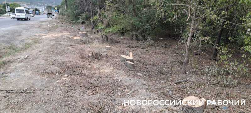 В Новороссийске расширяют дорогу и вырубили деревья вдоль нее. Все ради нового микрорайона?