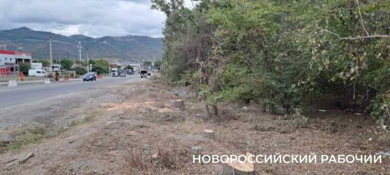 В Новороссийске расширяют дорогу и вырубили деревья вдоль нее. Все ради нового микрорайона?
