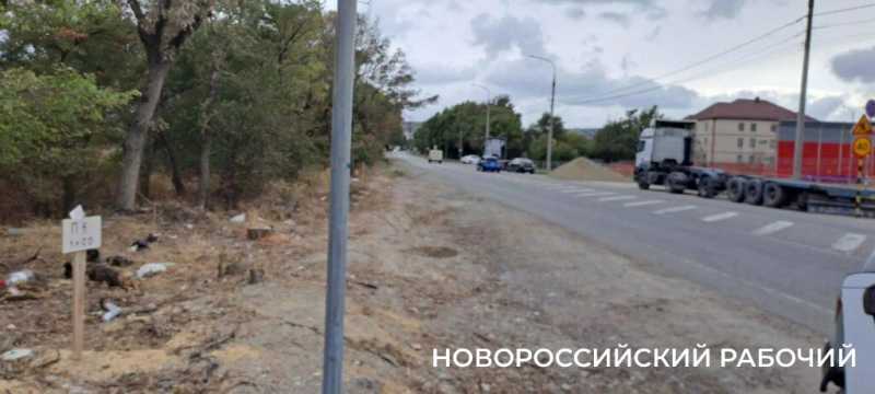 В Новороссийске расширяют дорогу и вырубили деревья вдоль нее. Все ради нового микрорайона?