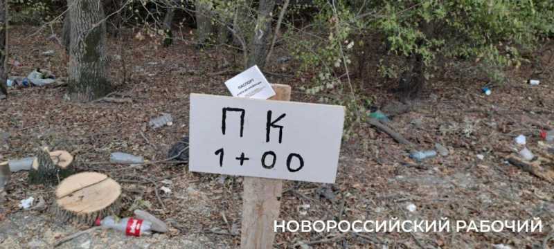 В Новороссийске расширяют дорогу и вырубили деревья вдоль нее. Все ради нового микрорайона?