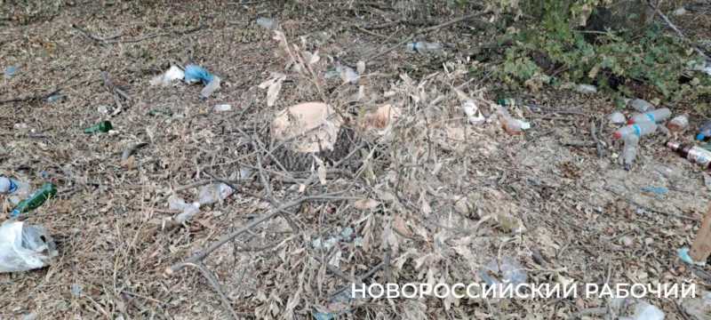 В Новороссийске расширяют дорогу и вырубили деревья вдоль нее. Все ради нового микрорайона?