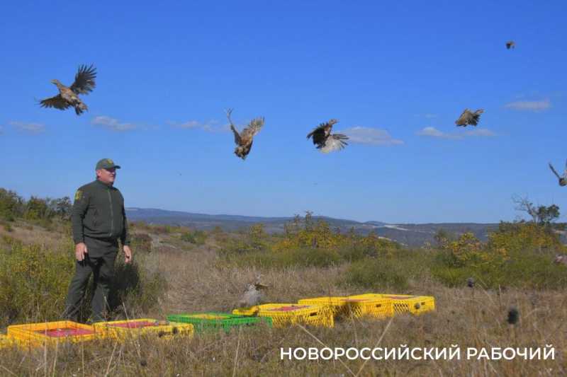 В окрестностях Новороссийска выпустили 500 фазанов, чтобы плодились и размножались