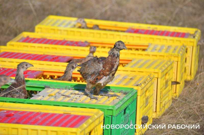 В окрестностях Новороссийска выпустили 500 фазанов, чтобы плодились и размножались