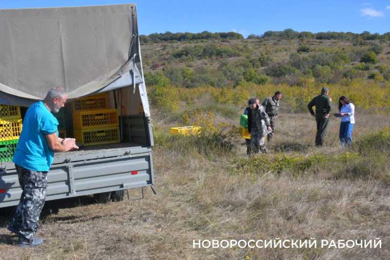 В окрестностях Новороссийска выпустили 500 фазанов, чтобы плодились и размножались