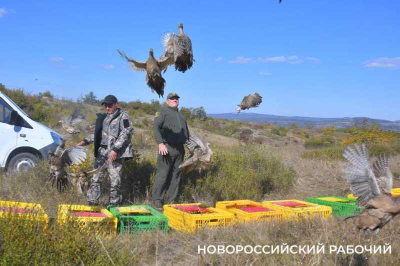 В окрестностях Новороссийска выпустили 500 фазанов, чтобы плодились и размножались