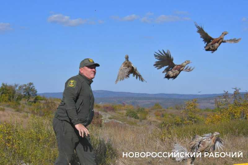В окрестностях Новороссийска выпустили 500 фазанов, чтобы плодились и размножались