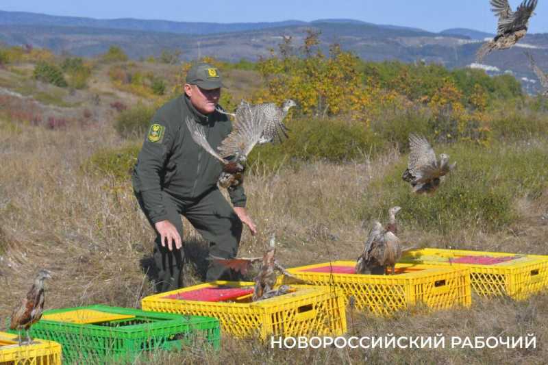 В окрестностях Новороссийска выпустили 500 фазанов, чтобы плодились и размножались