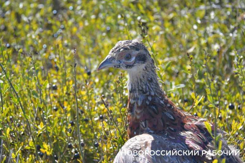 В окрестностях Новороссийска выпустили 500 фазанов, чтобы плодились и размножались