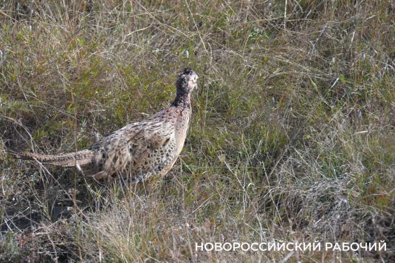 В окрестностях Новороссийска выпустили 500 фазанов, чтобы плодились и размножались