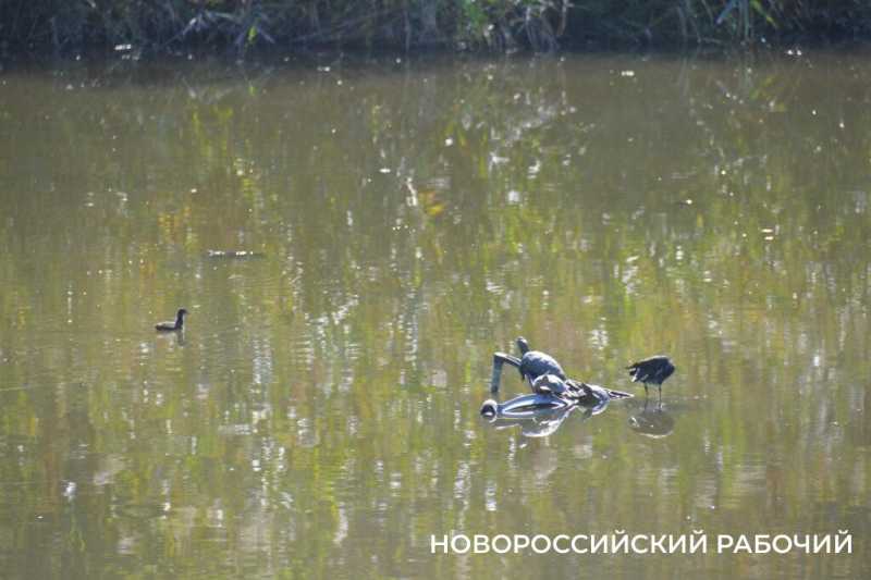 В особо охраняемую природную зону Новороссийска планируют завозить плодородную землю