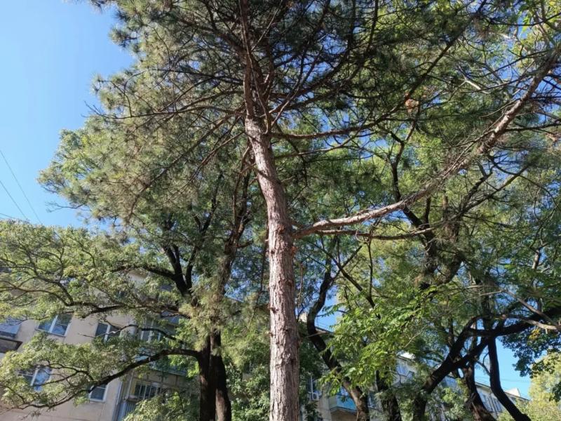 В сквере в центре Новороссийска в ходе благоустройства стало меньше зелени