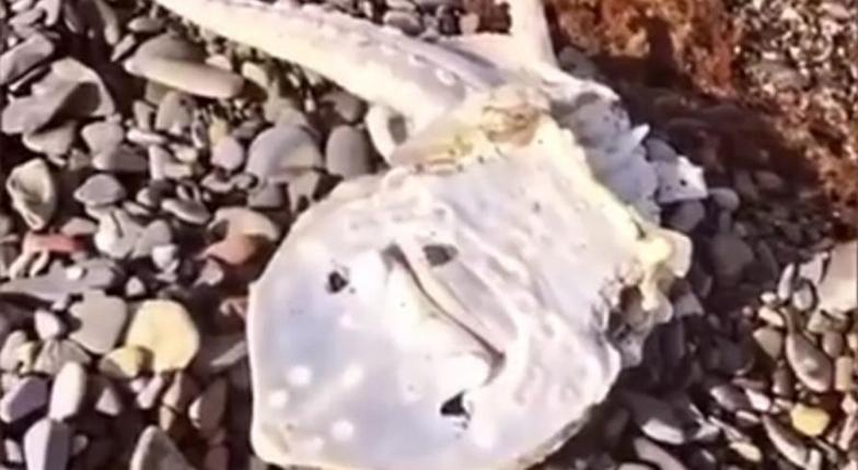 Местные жители обнаружили мертвого ската на пляже под Новороссийском