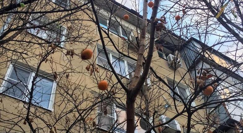 Новороссийцы заметили, что во дворе пятиэтажки растет хурма