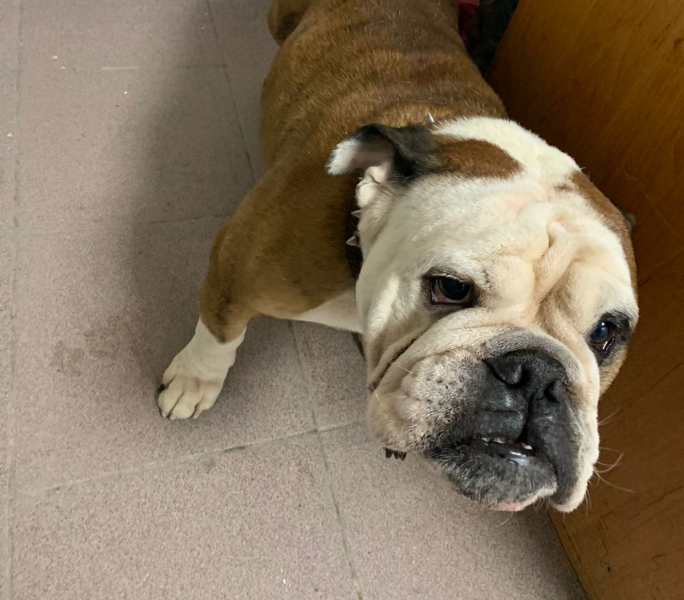 Новороссийские полицейские в разгул стихии спасли собаку