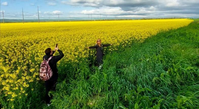 Под Новороссийском зацвели рапсовые поля: 10 солнечных снимков и координаты потрясающей фотолокации