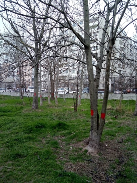 У новороссийцев 5 дней, чтобы проголосовать &laquo;за&raquo; или &laquo;против&raquo; детского сада в Пионерской роще