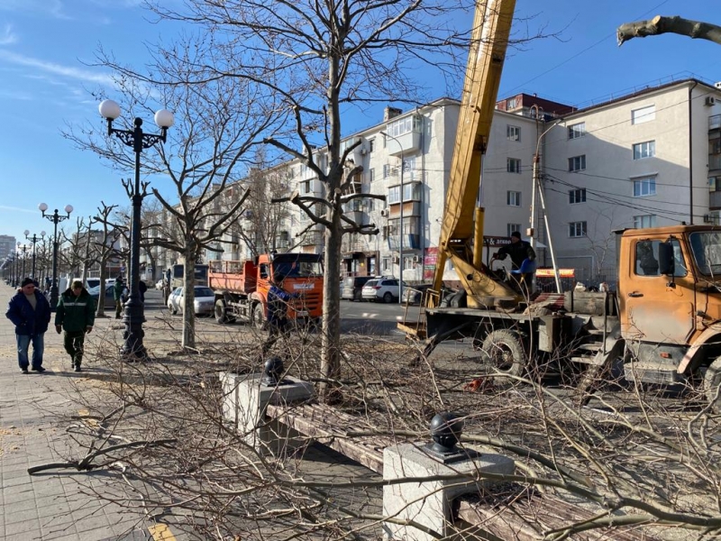 В Новороссийске уничтожают платаны?